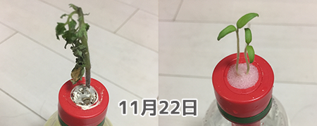ペットマト栽培日記3